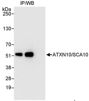 Rabbit ATXN10/SCA10 Antibody