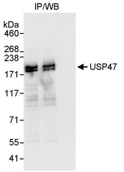 Rabbit USP47 Antibody
