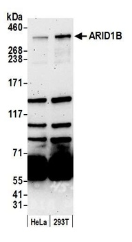Rabbit ARID1B Antibody