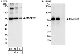 Rabbit MAGED2 Antibody