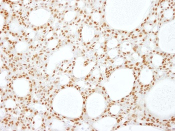 Rabbit RBM16 Antibody
