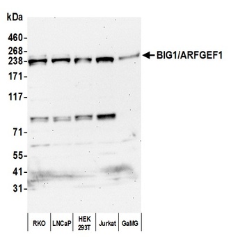 Rabbit BIG1/ARFGEF1 Antibody