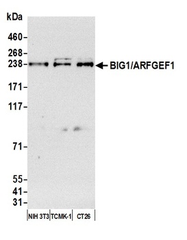 Rabbit BIG1/ARFGEF1 Antibody