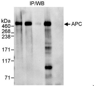 Rabbit APC Antibody