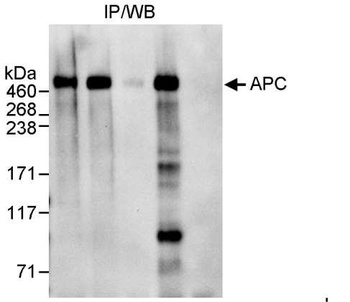 Rabbit APC Antibody