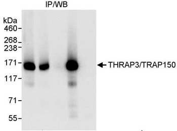 Rabbit anti-THRAP3/TRAP150 Antibody
