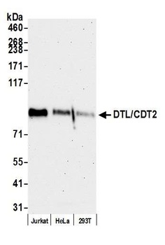 Rabbit DTL/CDT2 Antibody