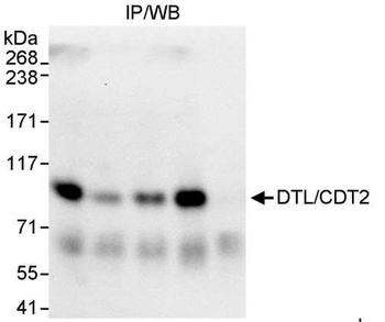 Rabbit DTL/CDT2 Antibody