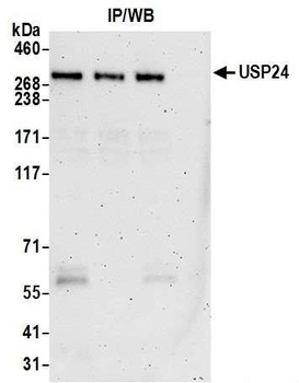 Rabbit USP24 Antibody