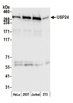 Rabbit USP24 Antibody