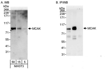 Rabbit MCAK Antibody