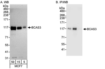 Rabbit BCAS3 Antibody