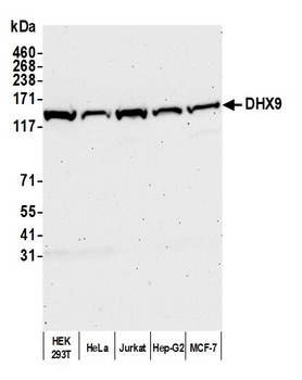 Rabbit anti-DHX9 Antibody