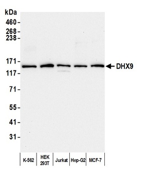 Rabbit anti-DHX9 Antibody