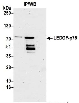 Rabbit LEDGF/p75 Antibody