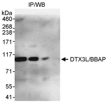 Rabbit DTX3L/BBAP Antibody