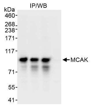 Rabbit MCAK Antibody