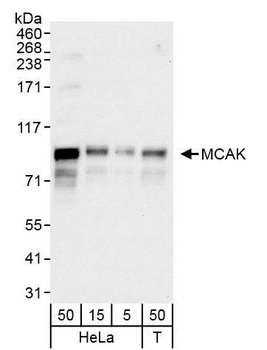 Rabbit MCAK Antibody