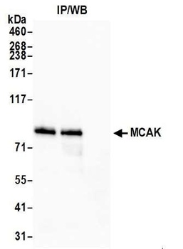 Rabbit MCAK Antibody