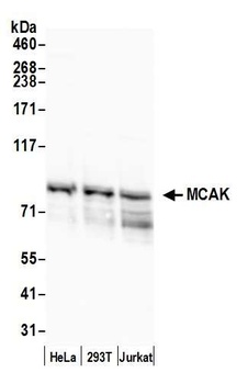 Rabbit MCAK Antibody