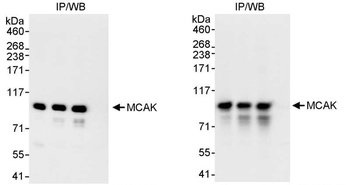 Rabbit MCAK Antibody