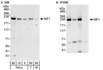 Rabbit NIF1 Antibody