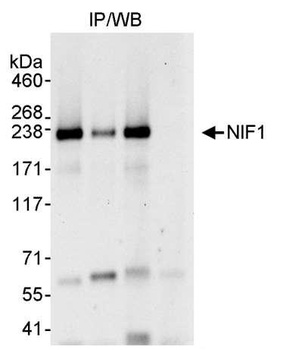 Rabbit NIF1 Antibody
