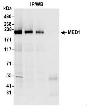 Rabbit anti-MED1 Antibody