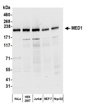 Rabbit anti-MED1 Antibody