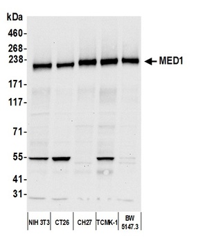 Rabbit anti-MED1 Antibody