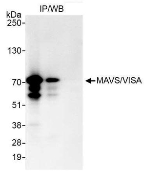 Rabbit MAVS/VISA Antibody