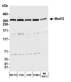 Rabbit MED12 Antibody