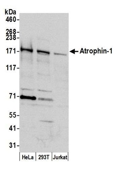 Rabbit Atrophin 1 Antibody