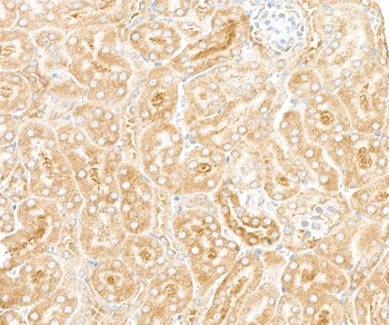 Rabbit RPL7 Antibody