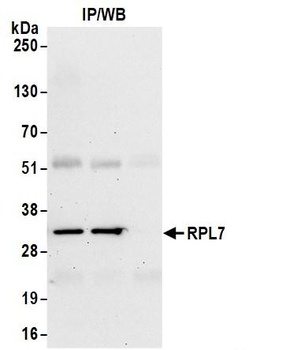 Rabbit RPL7 Antibody