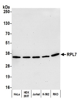 Rabbit RPL7 Antibody
