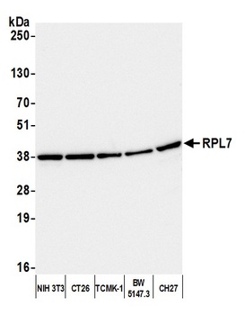 Rabbit RPL7 Antibody