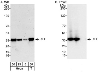 Rabbit XLF Antibody