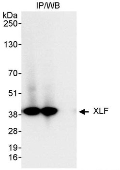 Rabbit XLF Antibody