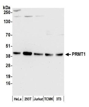 Rabbit anti-PRMT1 Antibody