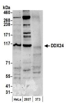 Rabbit DDX24 Antibody