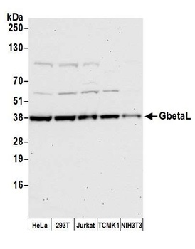 Rabbit GbetaL Antibody