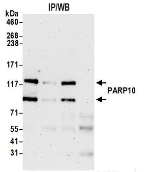 Rabbit PARP10 Antibody