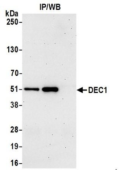 Rabbit DEC1 Antibody