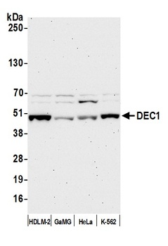 Rabbit DEC1 Antibody