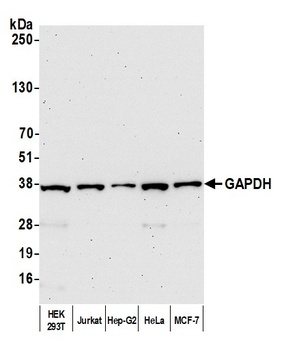 Rabbit GAPDH Antibody