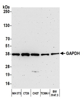 Rabbit GAPDH Antibody