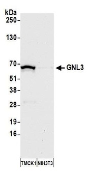 Rabbit anti-GNL3 Antibody