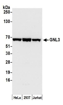 Rabbit anti-GNL3 Antibody