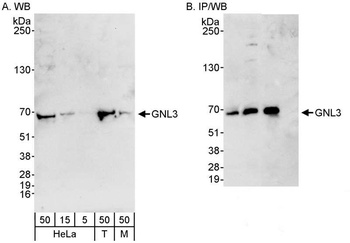 Rabbit anti-GNL3 Antibody